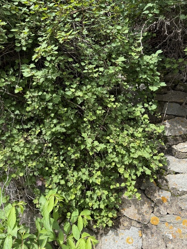 Physocarpus amurensis, photograph 4