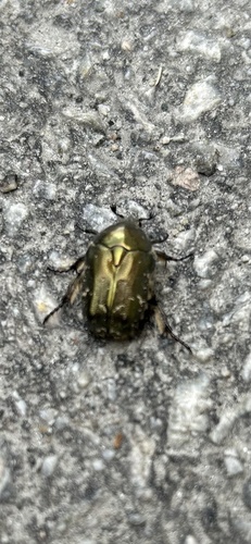 Northern Rose Chafer
