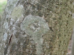 Buellia griseovirens