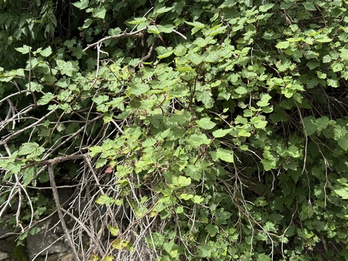 Physocarpus amurensis, photograph 5