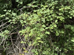 Physocarpus amurensis, photograph (c) Jane Charlen, some rights reserved (CC BY)