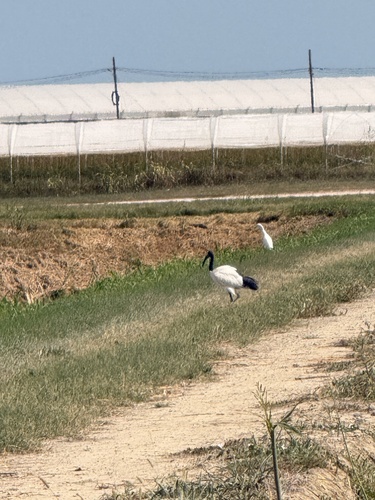 African Sacred Ibis