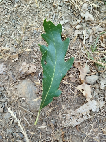 Quercus orocantabrica, photograph 6