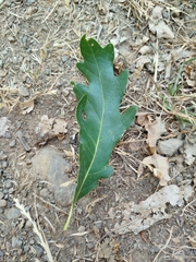 Quercus orocantabrica, photograph author not stated, no rights reserved