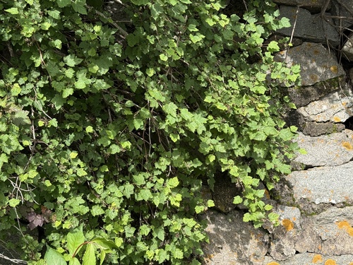 Physocarpus amurensis, photograph 6