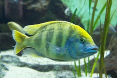 Giraffe Cichlid photo 1
