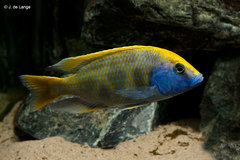 Giraffe Cichlid photo 4