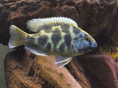 Giraffe Cichlid