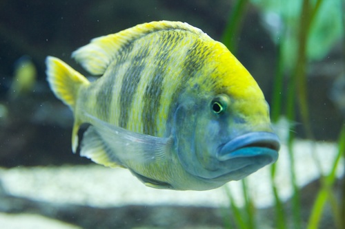 Giraffe Cichlid