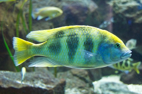 Giraffe Cichlid