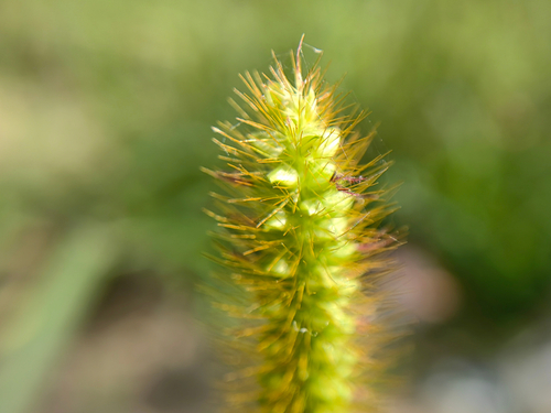 yellow foxtail