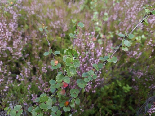 Dwarf Birch