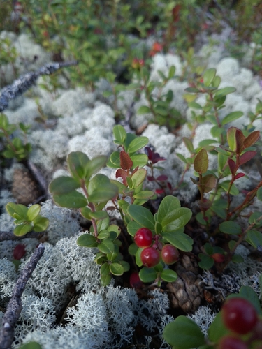 Lingonberry
