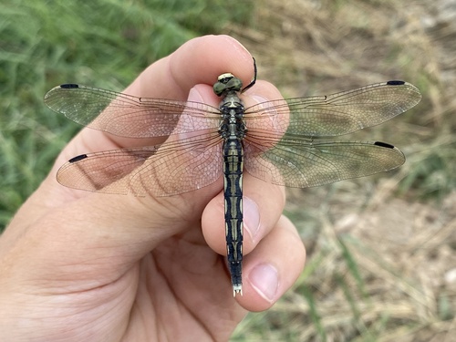 White-tailed Skimmer