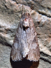 Melipotini