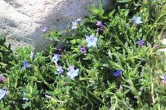Glandora diffusa