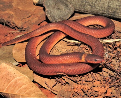 Photo of a Phalotris nasutus (Phalotris nasutus)