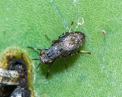 Stictomyia longicornis