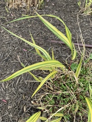 Hakonechloa macra