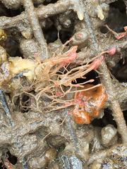 Ectopleura crocea