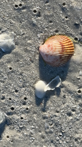 Dallocardia muricata observed 2026-08-11