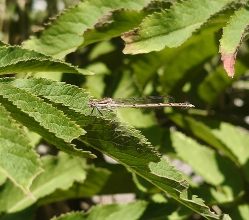 Common Winter Damselfly