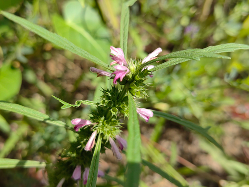 Chinese motherwort