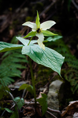 Trillium erectum erectum