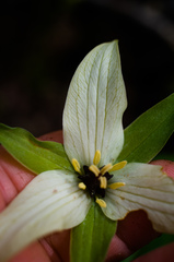Trillium erectum erectum