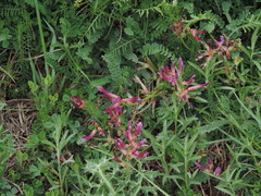 Astragalus monspessulanus monspessulanus
