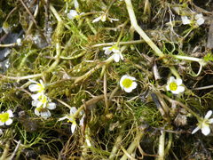 Ranunculus rionii