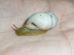 Plagiodontes
