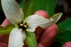 Trillium erectum erectum