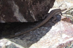 Urosaurus graciosus graciosus