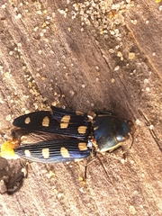 Buprestis octoguttata