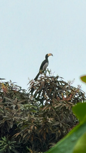 West African Pied Hornbill