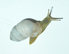 Plagiodontes