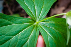 Trillium erectum erectum