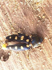 Buprestis octoguttata