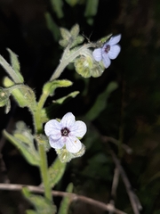 Cynoglossum creticum