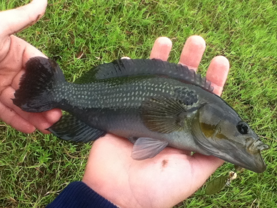 Pike Cichlid
