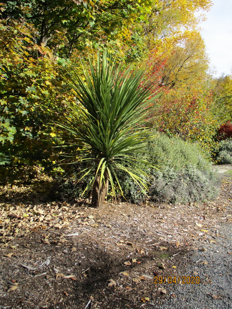 New Zealand cabbage tree from Frankton, Queenstown, New Zealand on