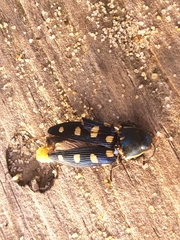 Buprestis octoguttata