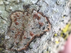 Arthonia cinnabarina