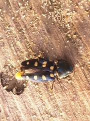 Buprestis octoguttata