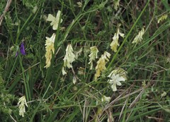 Vicia ochroleuca