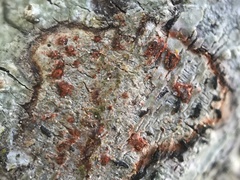 Arthonia cinnabarina