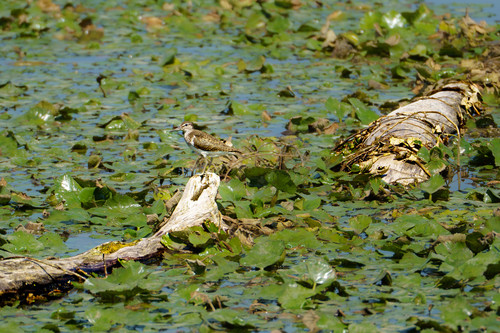 Common Sandpiper