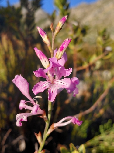 Tritoniopsis lata, photograph 3