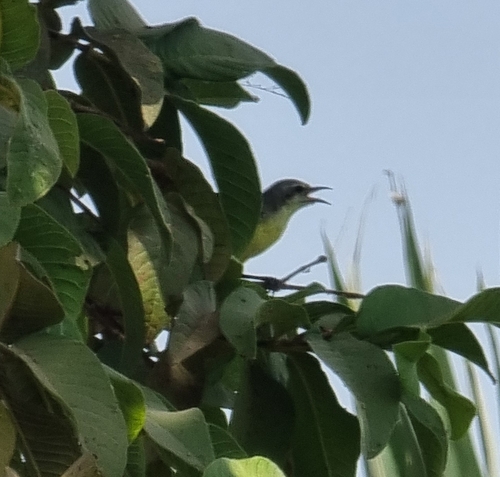 Nile Valley Sunbird